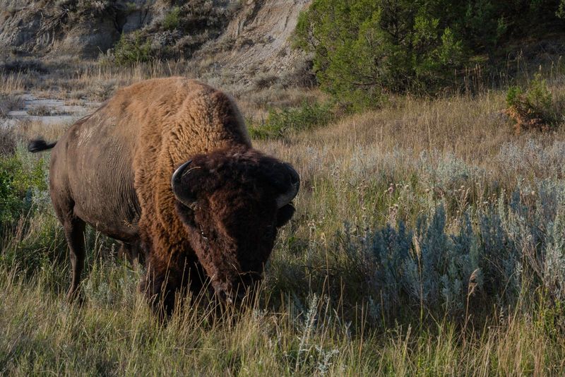 Teddy Roosevelt NP South Unit