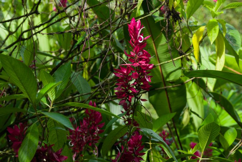 Costa Rica
