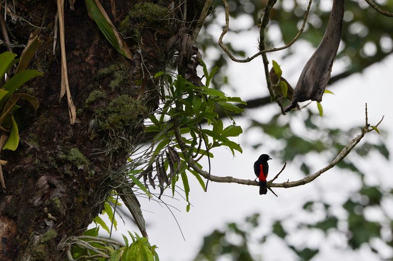 Costa Rica