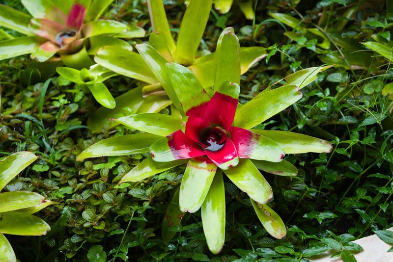 Coata Rica