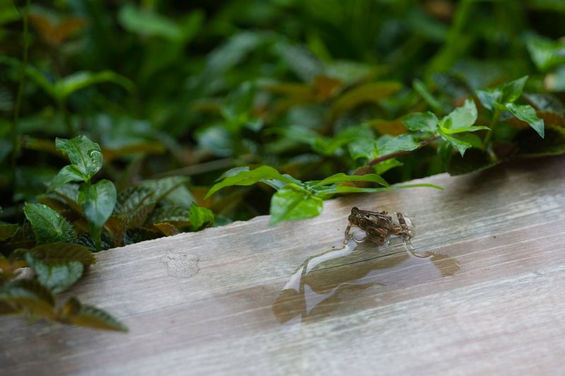 Coata Rica