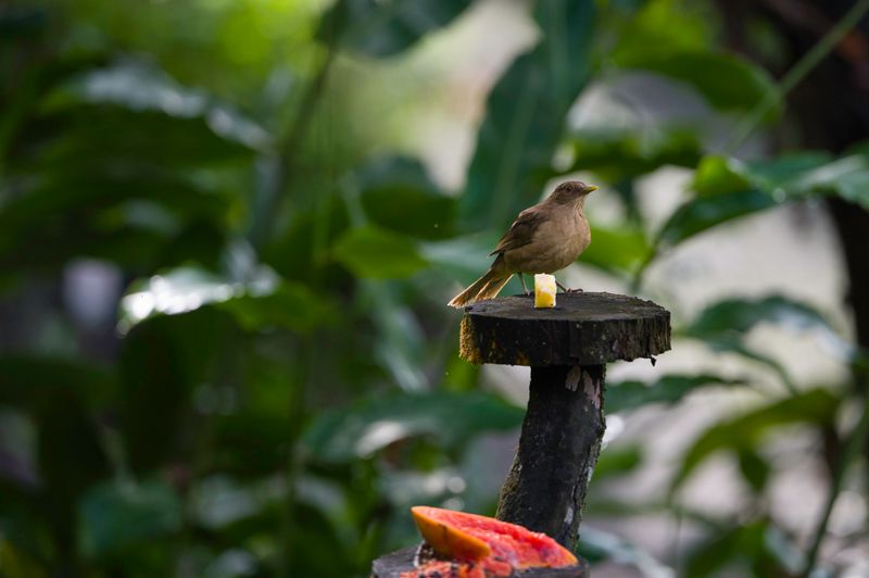 Costa Rica