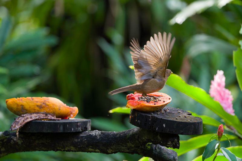 Costa Rica