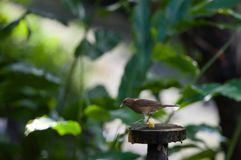 Costa Rica