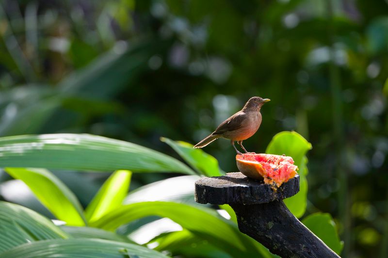 Costa Rica