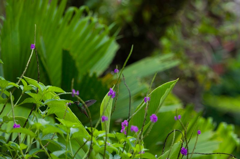 Costa Rica