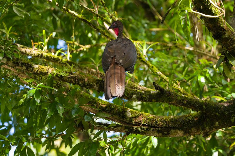 Costa Rica