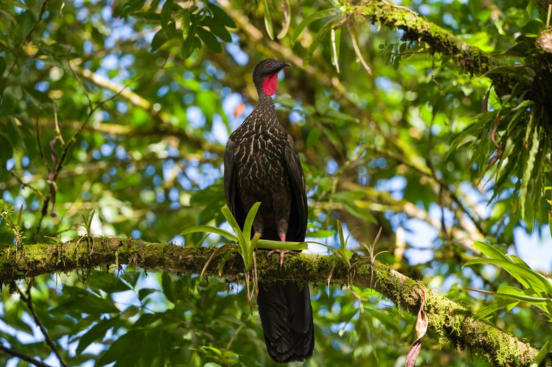 Costa Rica