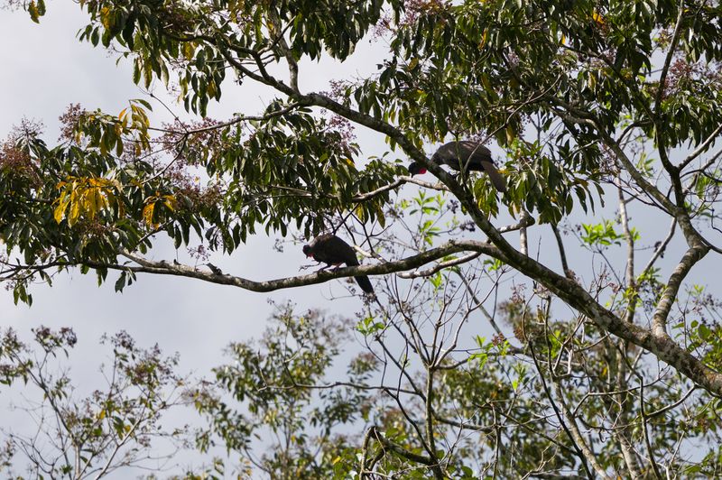 Costa Rica