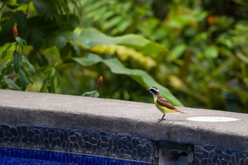 Costa Rica