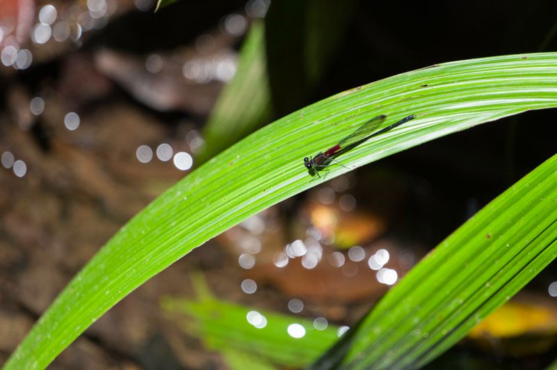Costa Rica