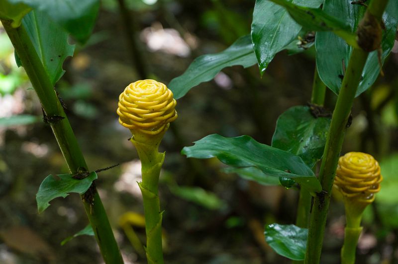 Costa Rica
