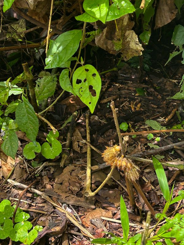 Costa Rica