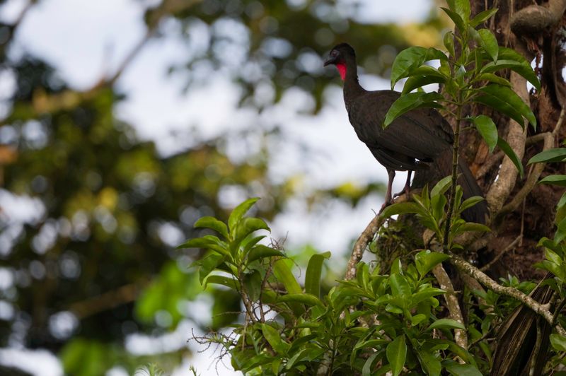 Costa Rica