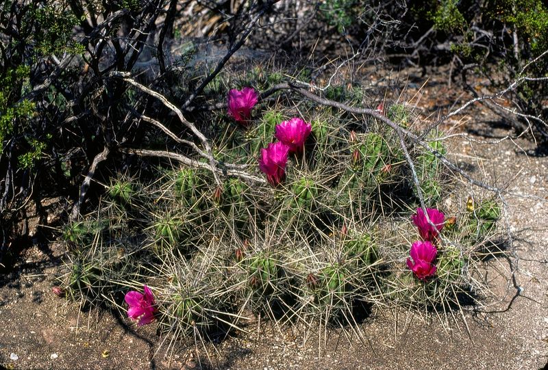Big Bend NP April 1982