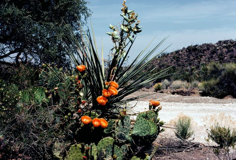 Big Bend NP April 1982