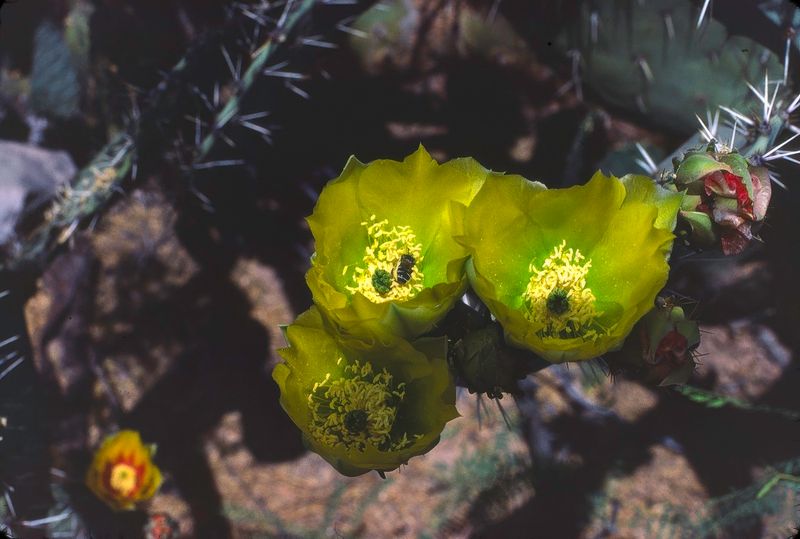 Big Bend NP April 1982