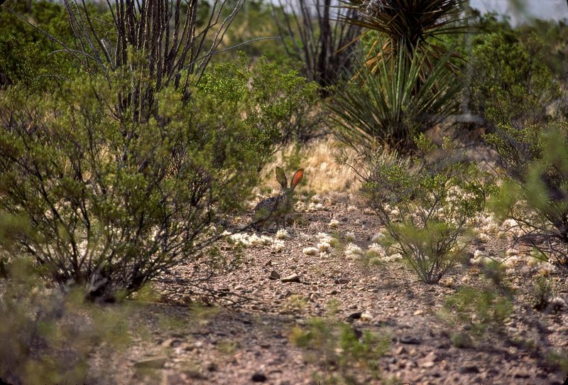 Big Bend NP April 1982