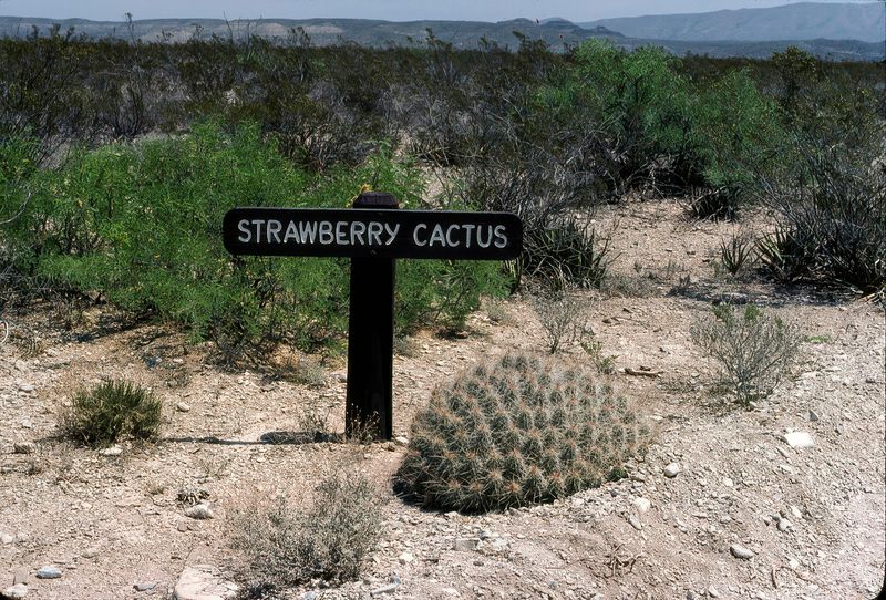 Big Bend NP April 1982