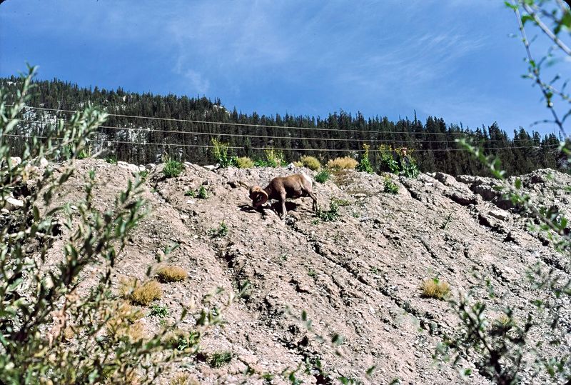 Banff NP 1986