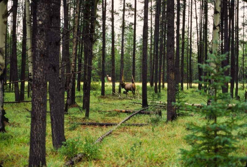 Jasper NP 1986