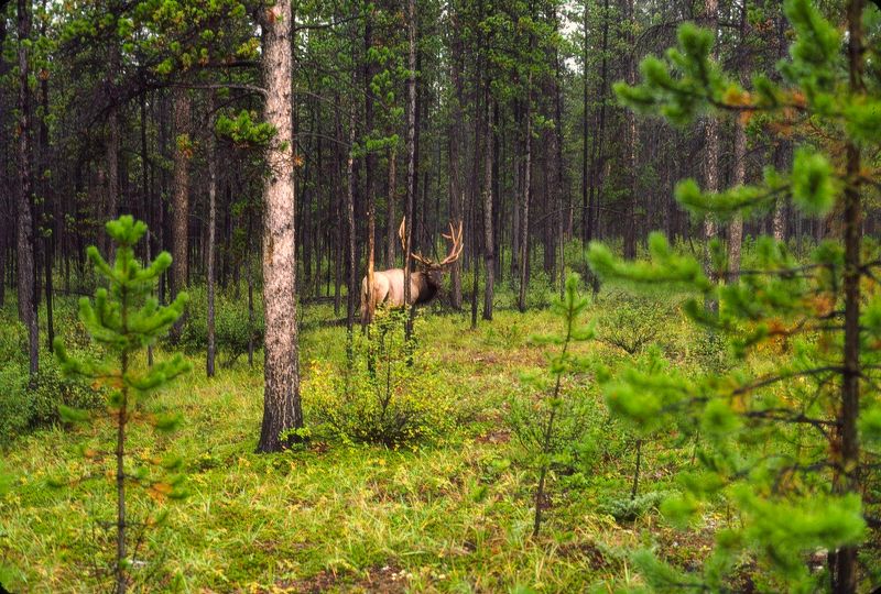 Jasper NP 1986