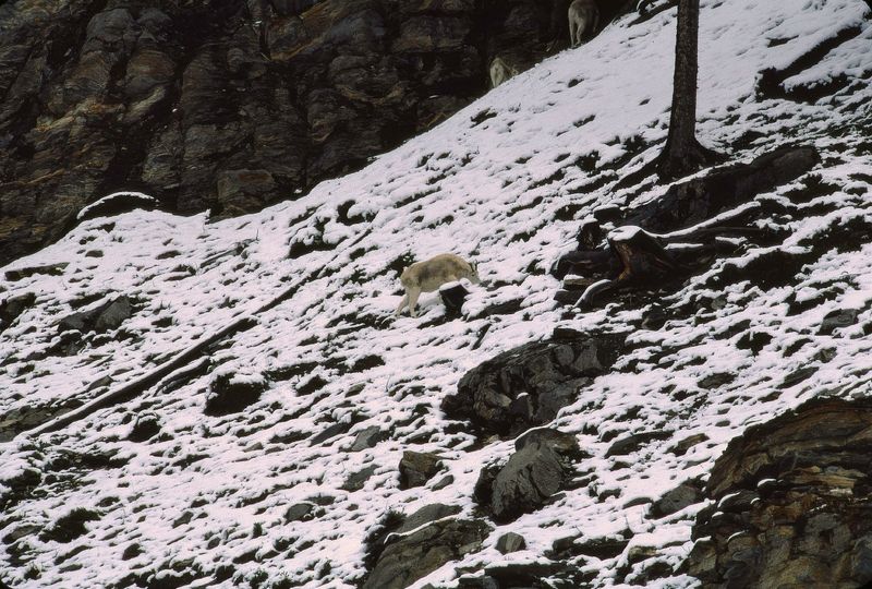 Jasper NP 1986