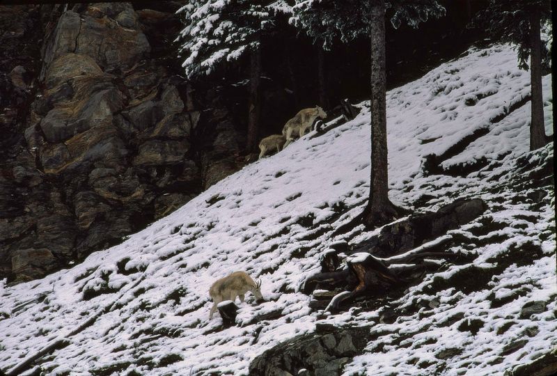Jasper NP 1986