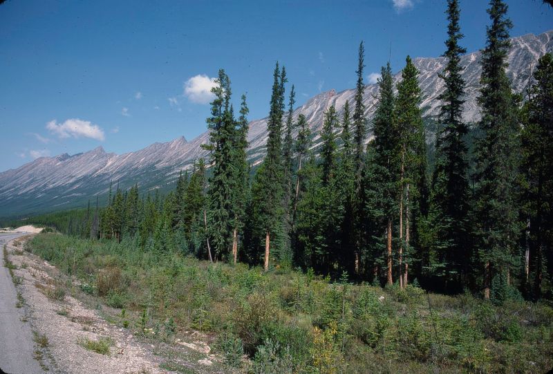 Jasper NP 1986