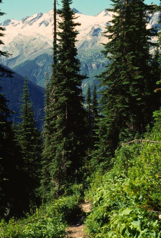 Glacier NP Canada 1989
