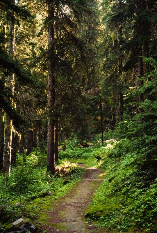 Glacier NP Canada 1989