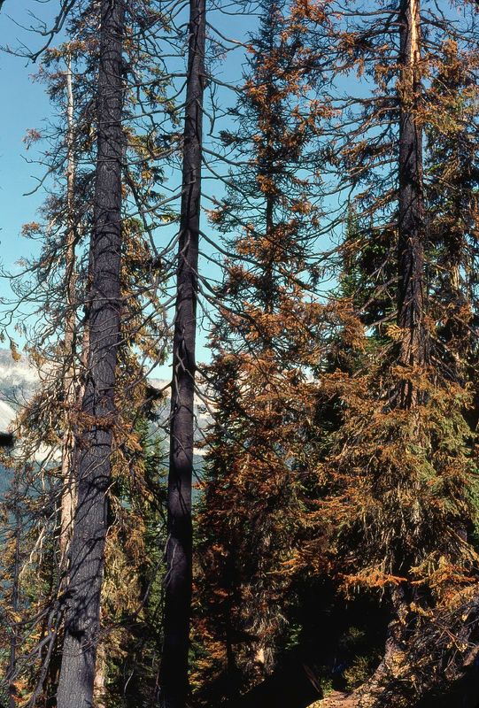 Glacier NP Canada 1989