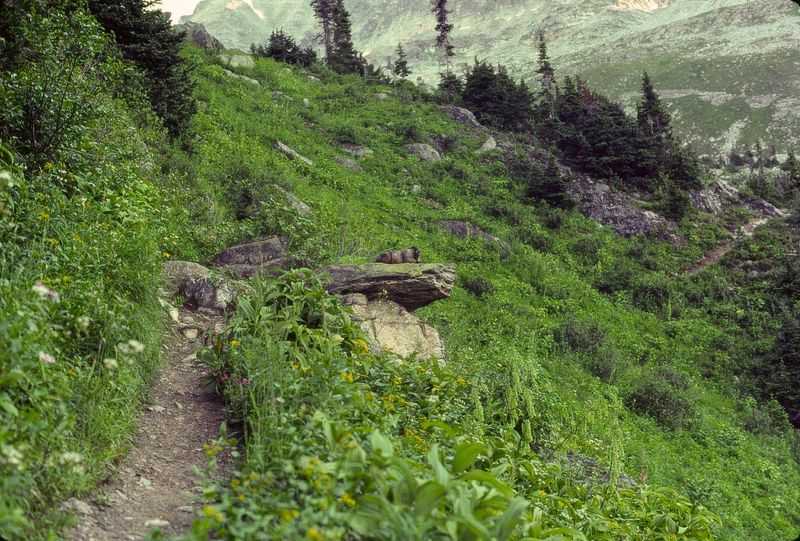 Glacier NP Canada 1989