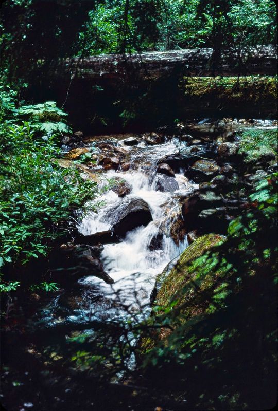 Revelstoke NP 1989
