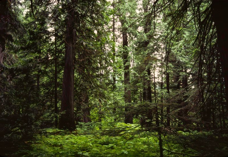 Revelstoke NP 1989