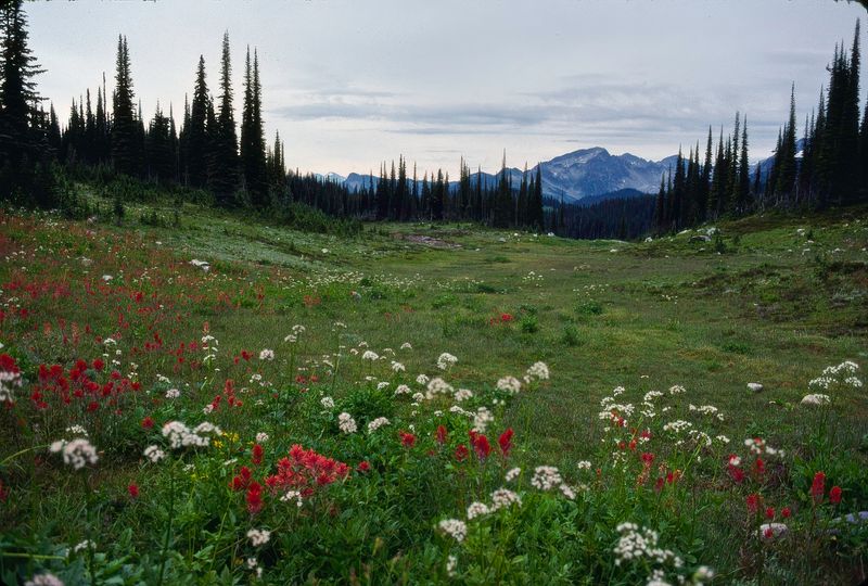Revelstoke NP 1989