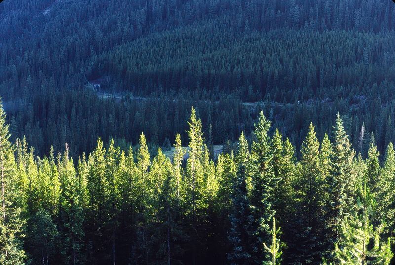 Yoho NP 1989