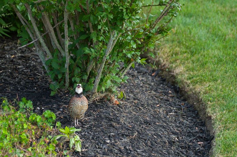 Northern Bobwhite