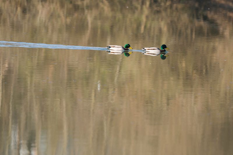 Canonsburg Lake