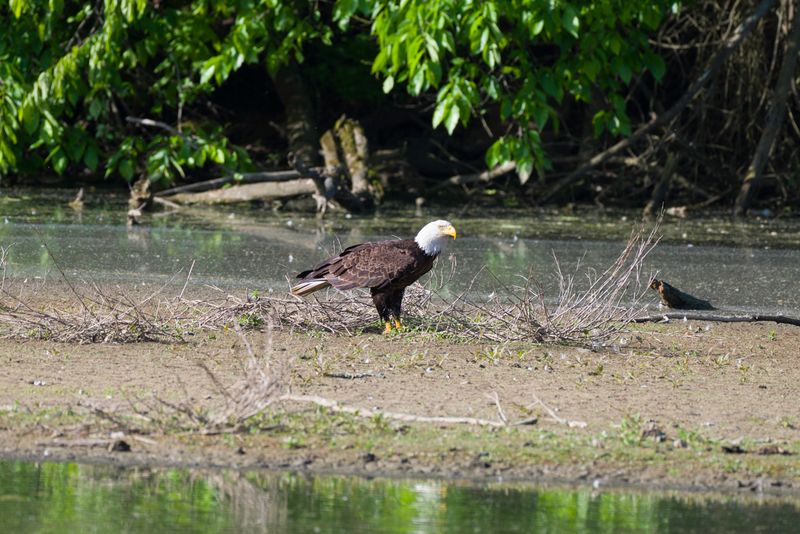 Canonsburg Lake