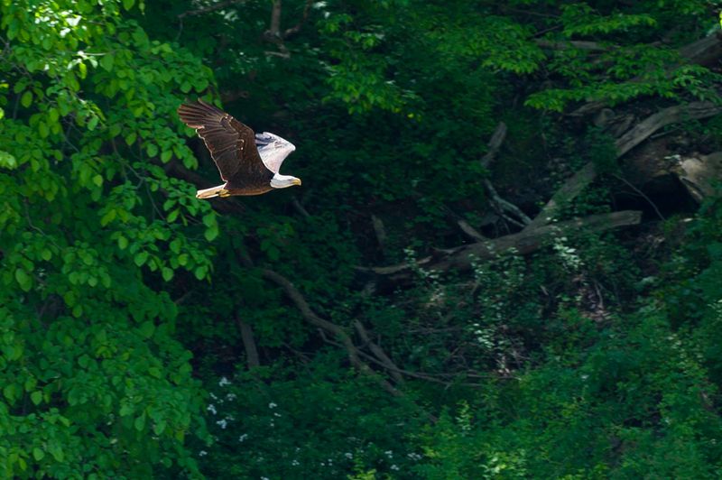 Canonsburg Lake