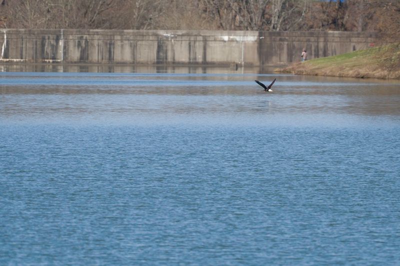 Canonsburg Lake