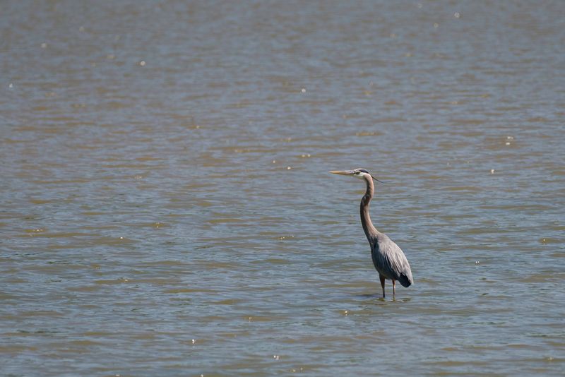 Canonsburg Lake