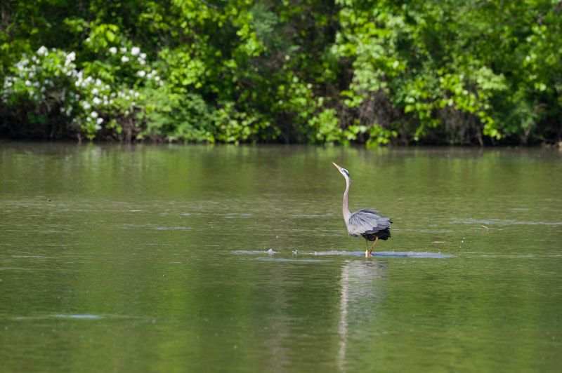 Canonsburg Lake