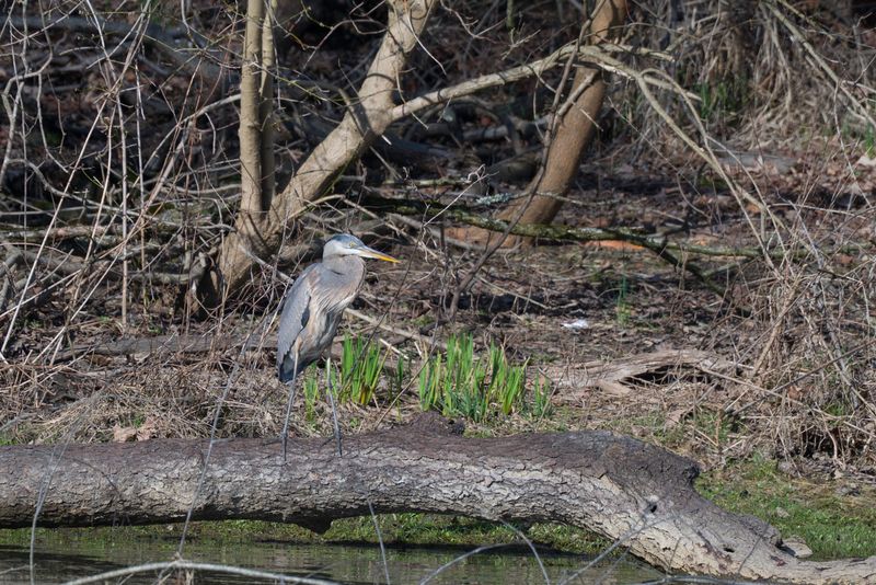 Canonsburg Lake