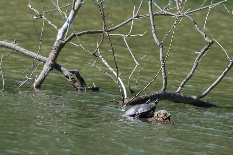 Canonsburg Lake