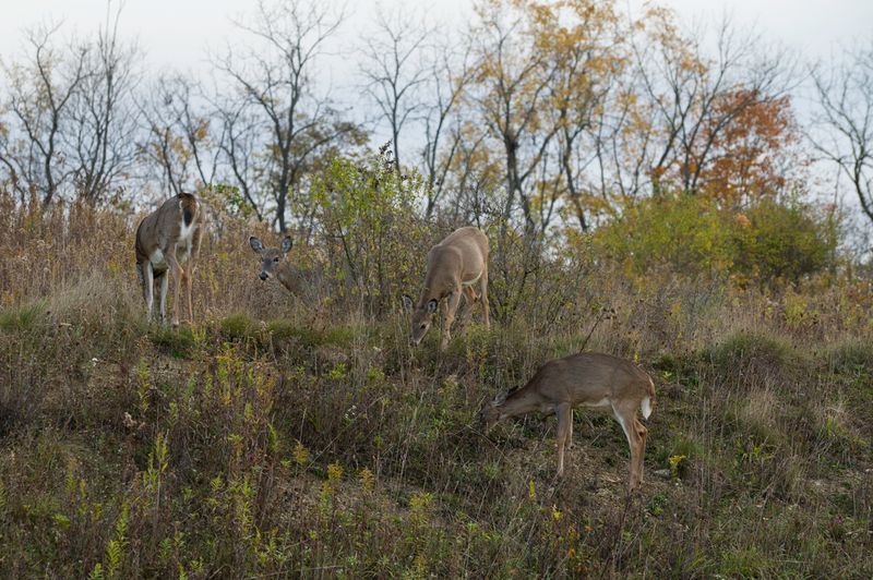 White Tail Deer