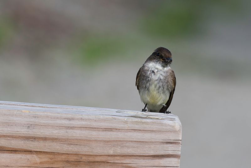 Eastern Phoebe
