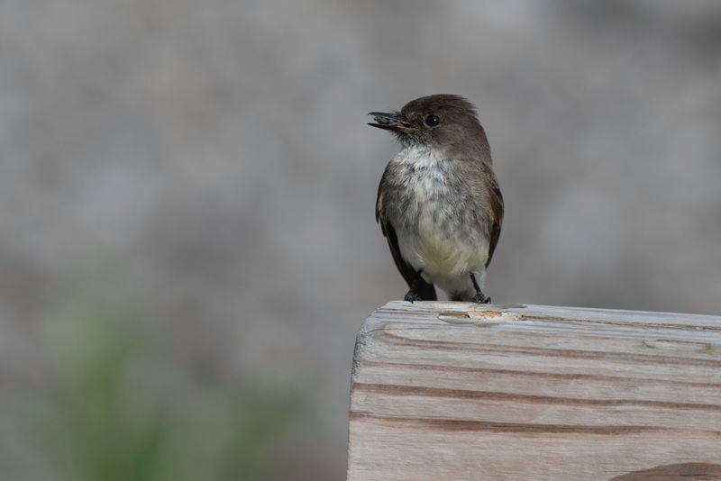 Eastern Phoebe