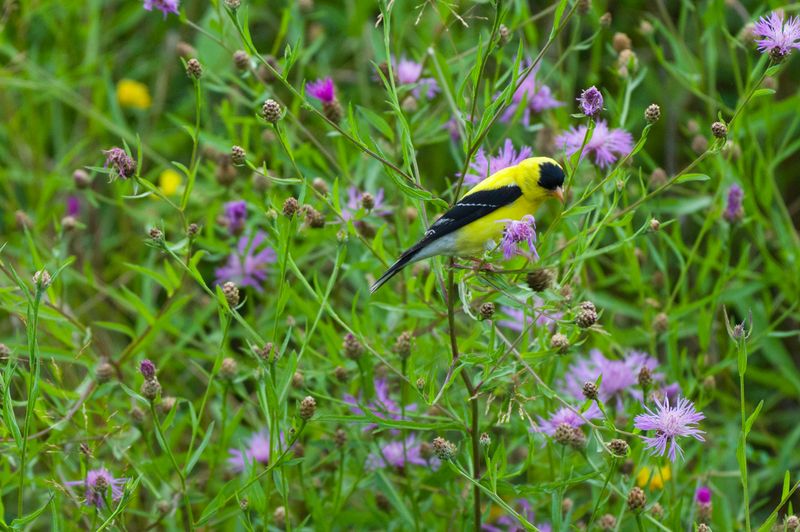 Goldfinch